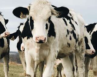 kuehe crop web scaled